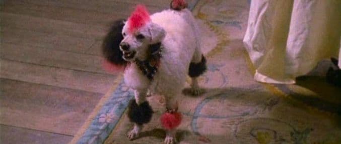 Putrid Pooches: 6 Terrifying Dogs from Horror Movies