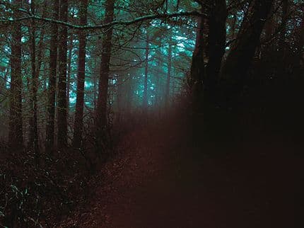 7 Haunted Forests You’d Never Want to be Alone in at Night