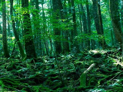 Aokigahara: Japan’s Suicide Forest