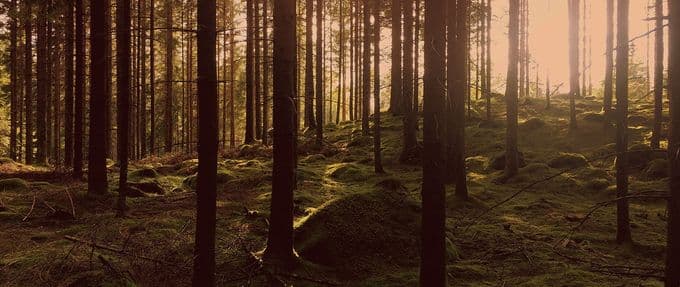 Mossy woods with eerie lighting.