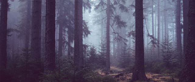 A Walk in the Woods: 7 of the World’s Most Haunted Forests and Woodlands
