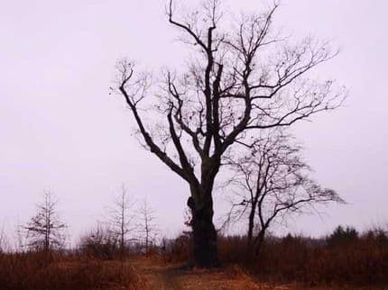 The Curse of the Devil’s Tree