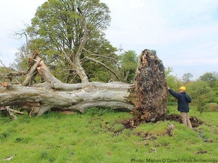 1,000-Year-Old Skeleton of Possible Murder Victim Found in Roots of Fallen Tree