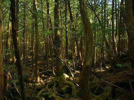 10 Questions You May Have About Aokigahara, Japan's Suicide Forest
